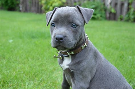 Blue Amstaff Puppy All Puppies Pictures and Wallpapers Razas de