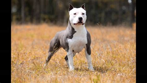 Amstaff Blue Nose American Staffordshire Terrier