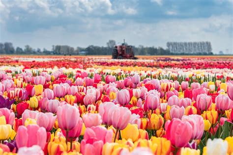 Amsterdam Tulip Farm, Keukenhof, Windmill Cruise: A Candid Review