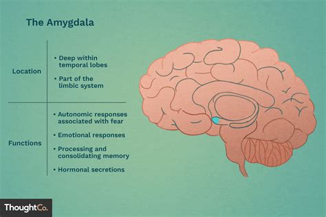 Amygdala: Function, Disorders & Emotional Wellbeing