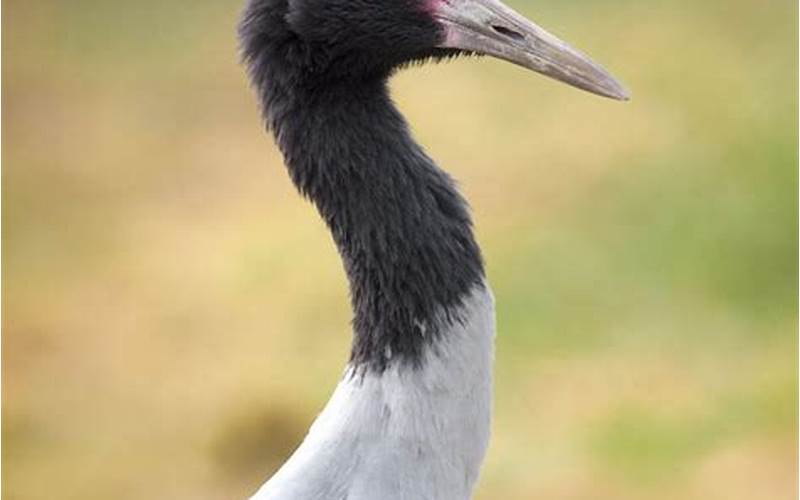 An Image Of A Crane With Its Long Neck