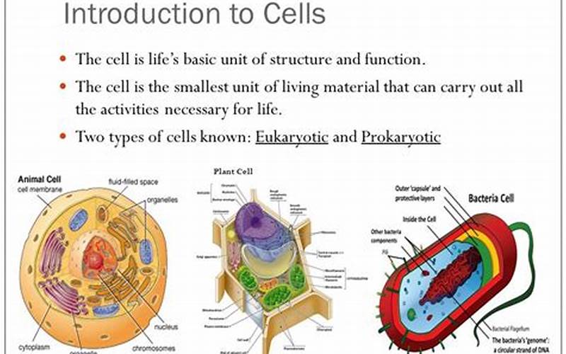 An Introduction To Cells