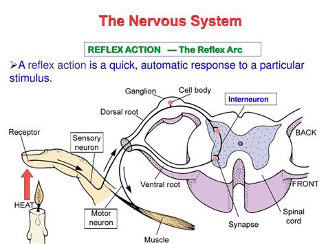 An Automatic Response To A Stimulus