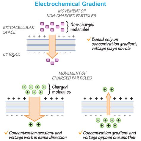 An Electrochemical Gradient Moving Along A Neuron