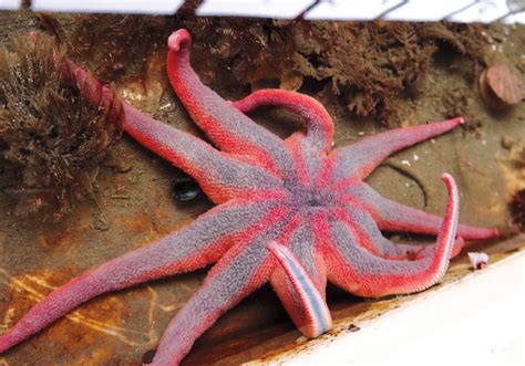 Anacortes Marine Life