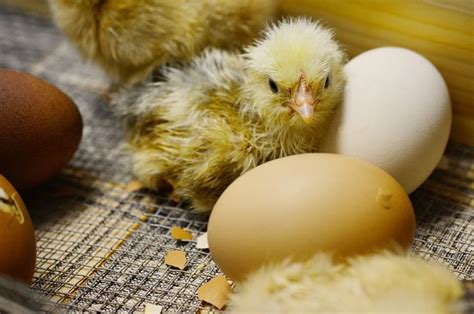 Anak Ayam Tumbuh Di Dalam Telur Selama 21 Hari