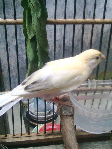 Anak