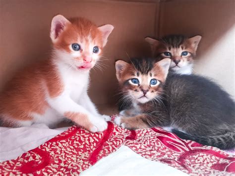 Penjelasan Mengenai Anak Kucing Siti yang Memiliki Warna Berbeda dari Induknya