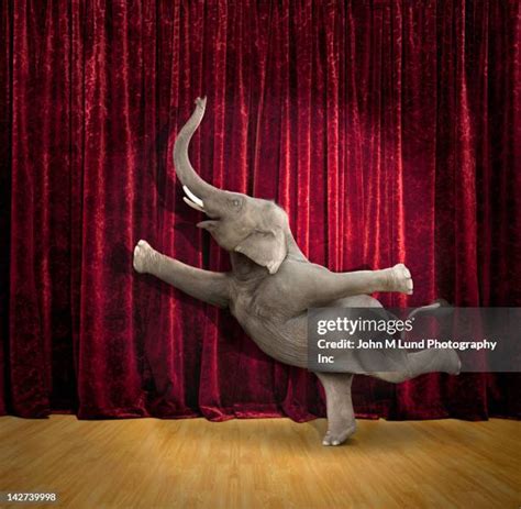 Analyzing Dancing Elephant Videos