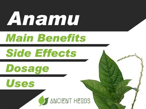 Anamu Root Benefits