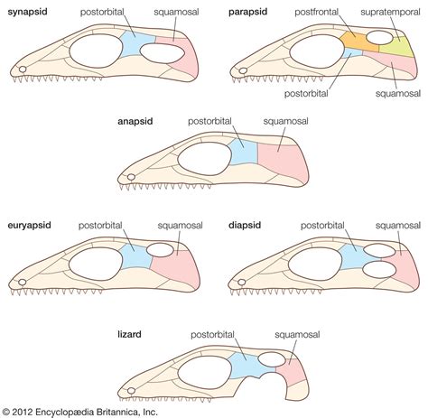 Anapsid skull structure