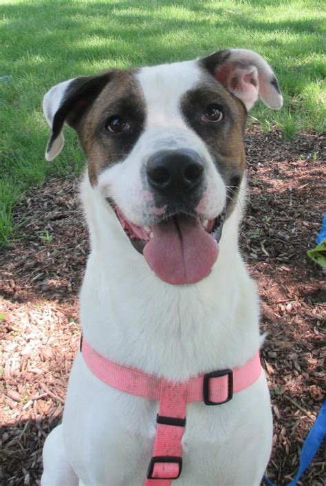 Anatolian Shepherd Boxer Mix Puppy