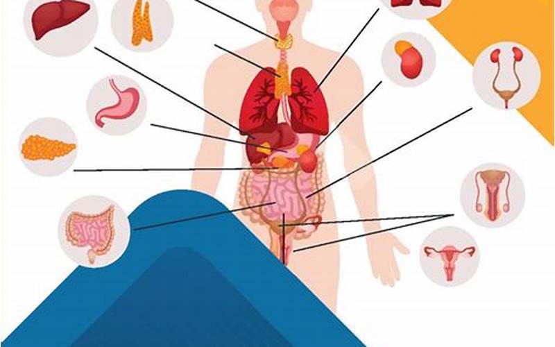 Anatomi Dan Fisiologi: Mengenal Lebih Dekat Tubuh Kita