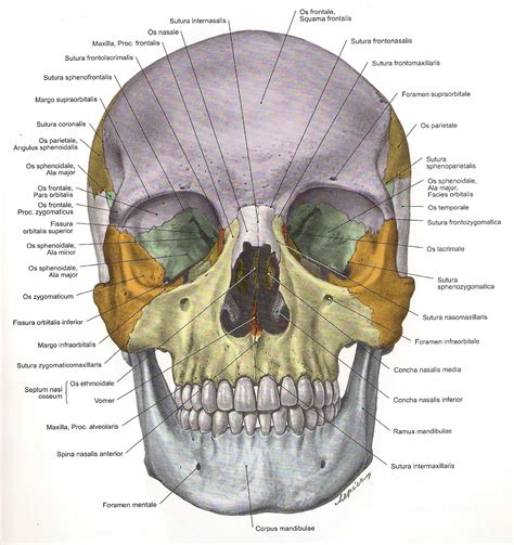 Anatomi Kepala Manusia