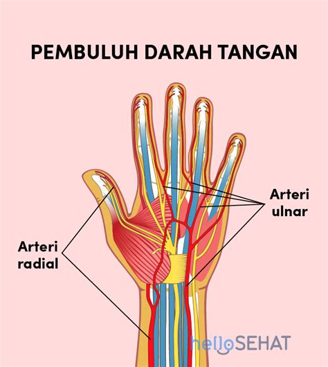 Anatomi Tangan