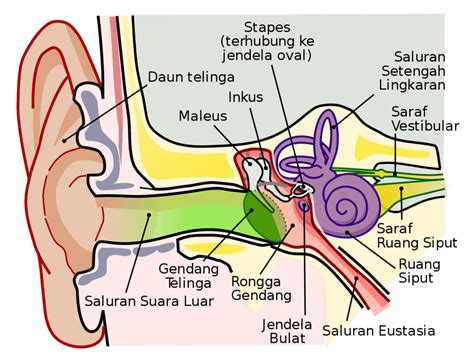 Anatomi Telinga & Cara Kerja Pendengaran