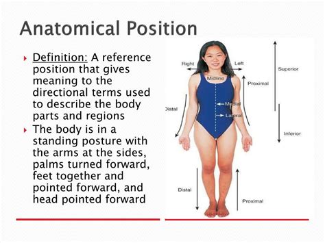 PPT Intro to the Human Body Directional Terms, Planes