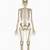 Anatomical Position Skeleton