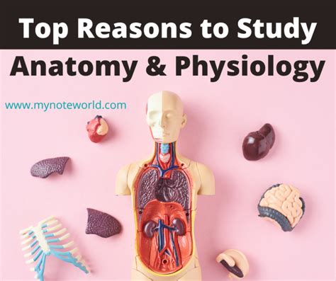 Anatomical Reasons
