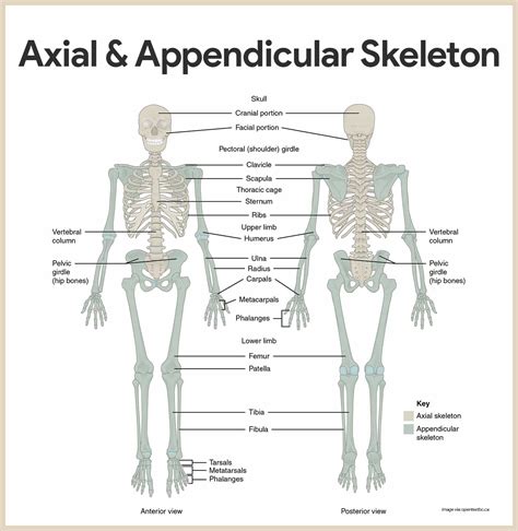 Blank Skeleton Diagram To Label Front And Back Of The