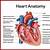 Anatomy And Physiology Of The Heart