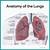 Anatomy And Physiology Of The Lungs