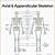Anatomy And Physiology Skeletal System