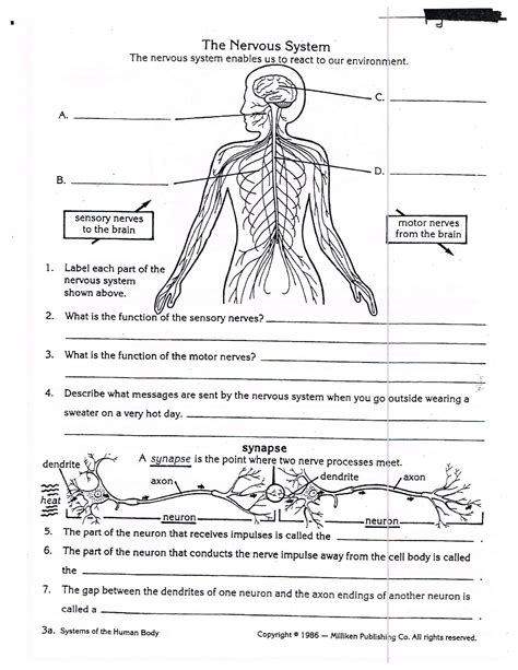 Anatomy And Physiology Worksheet