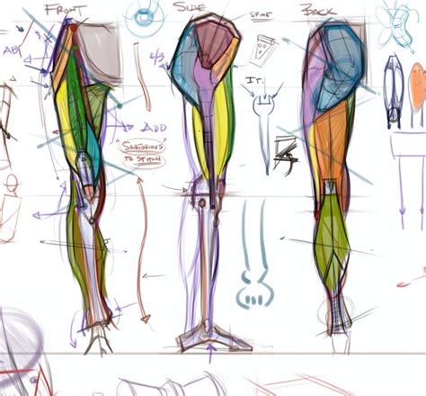 figuredrawing.info news Leg anatomy process