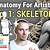 Anatomy For Artists Skeleton