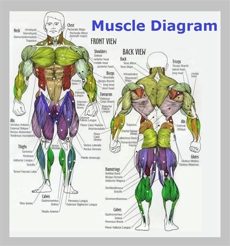 3D Anatomy Male Muscular System model 3D Molier