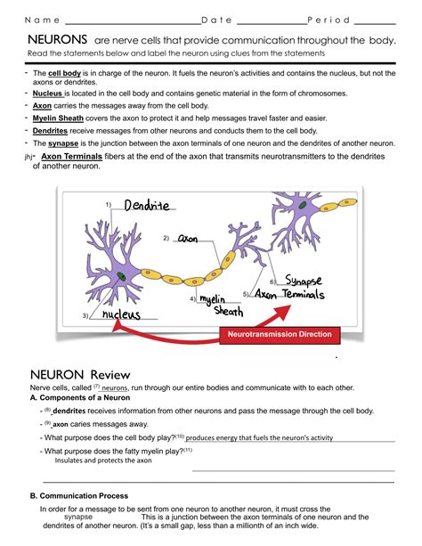 Anatomy Of A Neuron Worksheet Answers