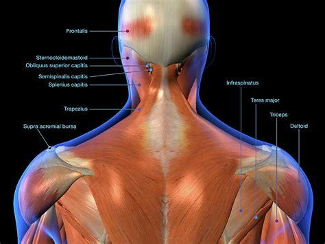 Human Neck And Back Anatomy Photograph by Sebastian