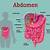 Anatomy Of Body Abdomen