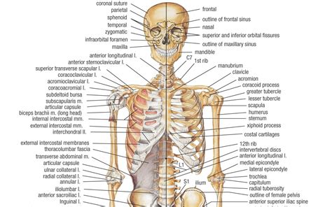 Human body (muscles and bones) euroepslamour
