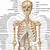 Anatomy Of Body Bones
