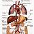 Anatomy Of Body Organs From Back