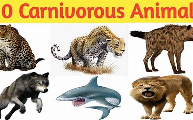 Anatomy Of Carnivorous Animals