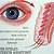 Anatomy Of Eyelid
