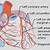 Anatomy Of Heart Coronary Arteries