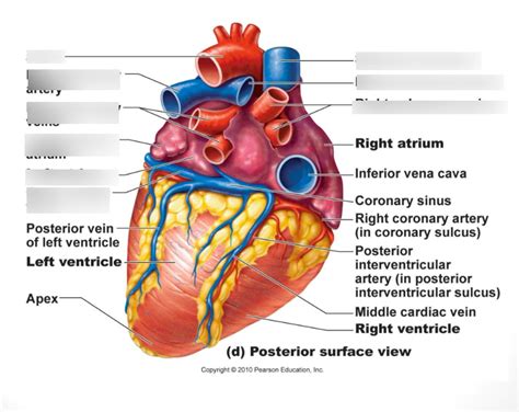 Posterior View of Surface Anatomy of Heart Quiz