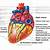 Anatomy Of Heart Posterior