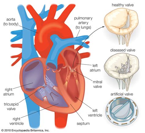 Anatomy and Physiology Heart Anatomy