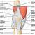 Anatomy Of Knee Muscles