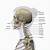 Anatomy Of Neck Bones