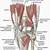 Anatomy Of Posterior Knee