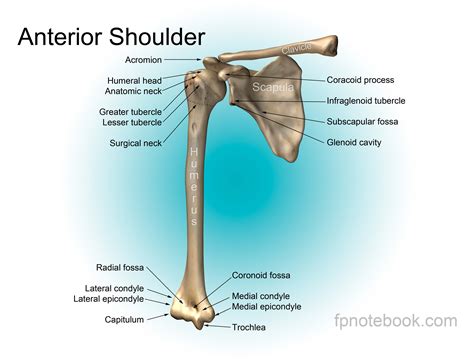 Shoulder Joint Anatomy Pictures and Information