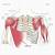 Anatomy Of Shoulder Muscles