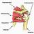Anatomy Of Shoulder Rotator Cuff
