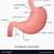 Anatomy Of Stomach